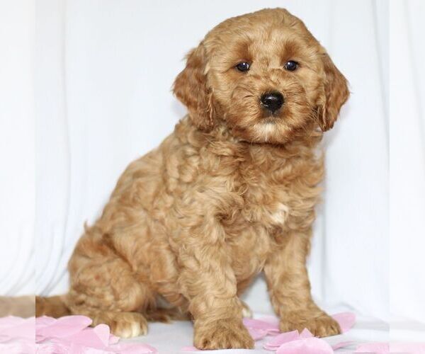 Medium Photo #2 Goldendoodle (Miniature) Puppy For Sale in GAP, PA, USA