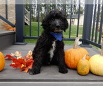 Small #2 Sheepadoodle