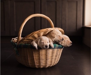 Labrador Retriever Puppy for sale in GOLDENDALE, WA, USA