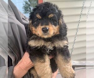 Bernedoodle-Poodle (Miniature) Mix Puppy for sale in LANCASTER, PA, USA