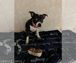 Small #1 Boston Terrier Mix