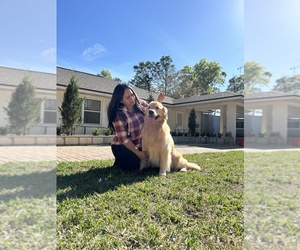 Father of the Golden Retriever puppies born on 03/23/2024