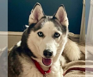Siberian Husky Dogs for adoption in Canton, CT, USA