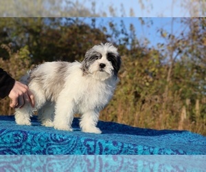 ShihPoo Puppy for sale in DYERSBURG, TN, USA