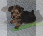 Small Photo #159 Yorkshire Terrier Puppy For Sale in AKRON, OH, USA