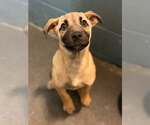 Small Mutt