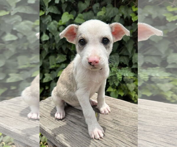 Medium Photo #2 Mutt Puppy For Sale in Marina Del Rey, CA, USA