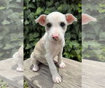 Small #1 Mutt