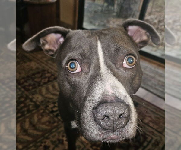 Medium Photo #3 Mutt Puppy For Sale in Boston, MA, USA