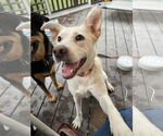 Small #2 Labrador Retriever Mix