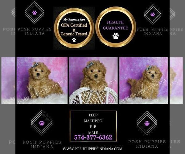 Medium Photo #2 Maltipoo (Miniature) Puppy For Sale in WARSAW, IN, USA