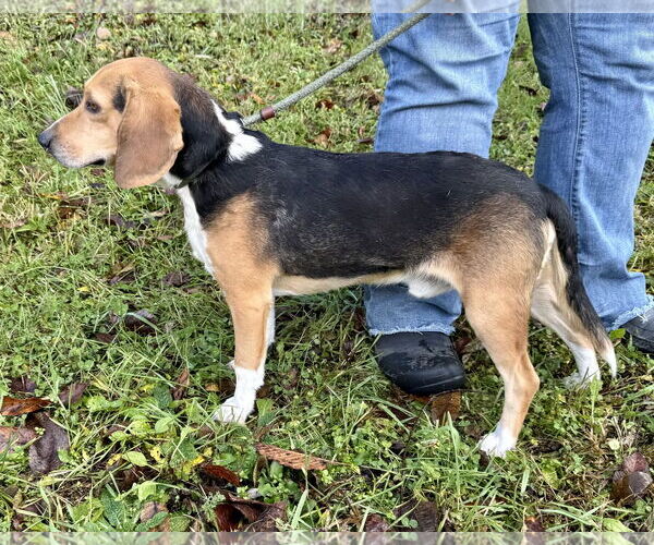 Medium Photo #3 Beagle Puppy For Sale in Pittsburgh, PA, USA