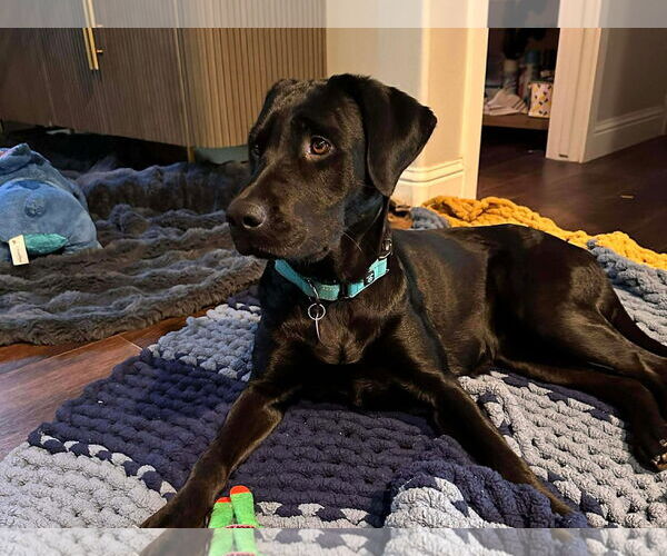 Medium Photo #3 Labrador Retriever Puppy For Sale in Clovis, CA, USA