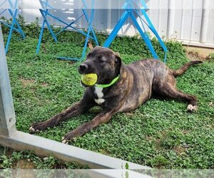 Labrador Retriever-Unknown Mix Dogs for adoption in Evansville, IN, USA