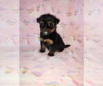 Puppy Tori Shorkie Tzu
