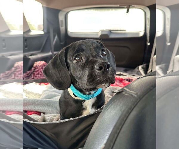 Medium Photo #2 Labrador Retriever-Unknown Mix Puppy For Sale in San Diego, CA, USA