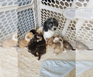 Mother of the Poovanese puppies born on 07/27/2023