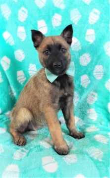 Medium Photo #3 Malinois Puppy For Sale in LANCASTER, PA, USA