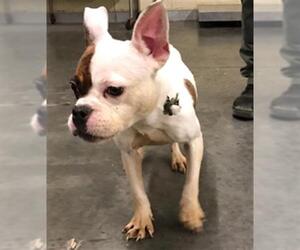 Bulldog Dogs for adoption in Orange, CA, USA