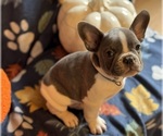 Small #1 French Bulldog