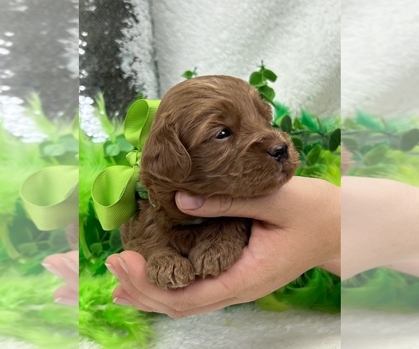Medium Photo #3 Cavapoo Puppy For Sale in BULLARD, TX, USA