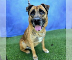 KINGSTON - Male German Shepherd Dog Dog for Adoption - Photo #3