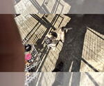 Small #5 Pug