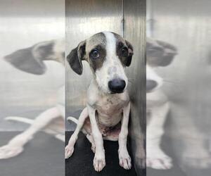 Mutt Dogs for adoption in San Antonio, TX, USA