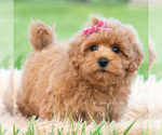 Small #2 Maltipoo (Miniature)