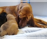 Small Photo #5 Bloodhound Puppy For Sale in CUMBY, TX, USA