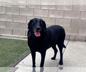 Labrador Retriever Dogs for adoption in Clovis, CA, USA