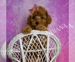 Small #2 Poodle (Miniature)
