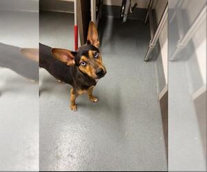 Gerberian Shepsky Dogs for adoption in Baytown, TX, USA