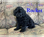 Puppy Rocket Cavapoo