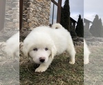Small Photo #5 Great Pyrenees Puppy For Sale in DEERFIELD, OH, USA