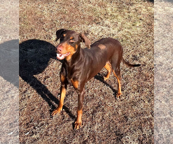 Medium Photo #6 Doberman Pinscher Puppy For Sale in Omaha, NE, USA