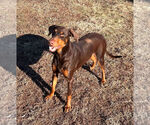 Small #5 Doberman Pinscher