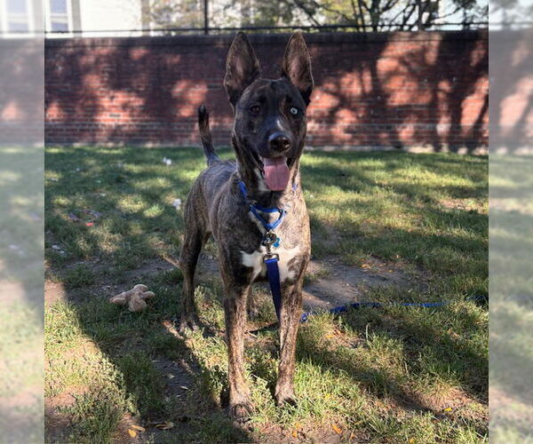 Medium Photo #2 Dutch Shepherd -Siberian Husky Mix Puppy For Sale in Boston, MA, USA
