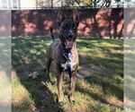Small #1 Dutch Shepherd -Siberian Husky Mix
