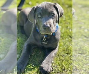 Cane Corso-Labrador Retriever Mix Puppy for sale in STOCKTON, CA, USA