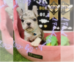 Small #2 French Bulldog