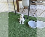 Puppy Malkin Sheepadoodle