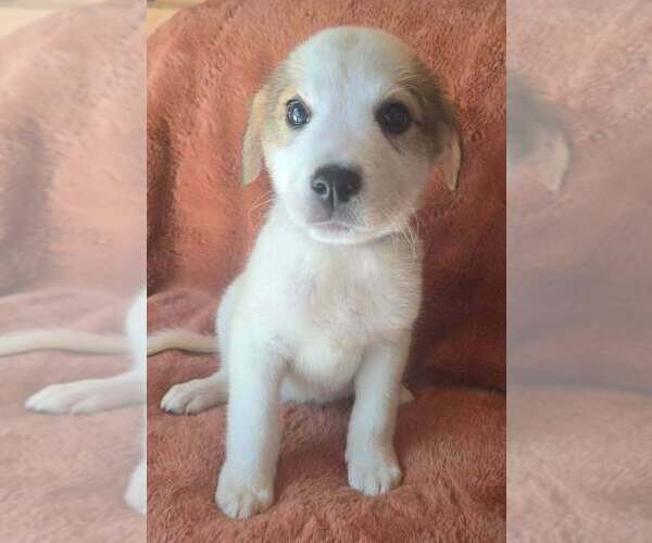 Medium Photo #2 Great Pyrenees-Unknown Mix Puppy For Sale in Brewster, NY, USA