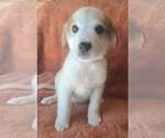Small #1 Great Pyrenees Mix