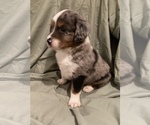 Small Photo #15 Miniature Australian Shepherd Puppy For Sale in DUNCAN, OK, USA
