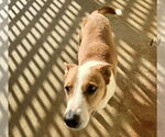 Small #4 Australian Kelpie-Basenji Mix