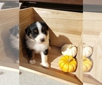 Small Photo #38 Australian Shepherd Puppy For Sale in RUSSELL, IA, USA