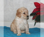 Small #1 Goldendoodle-Poodle (Miniature) Mix