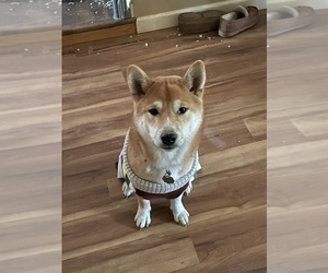 Shiba Inu Dogs for adoption in ARGOS, IN, USA