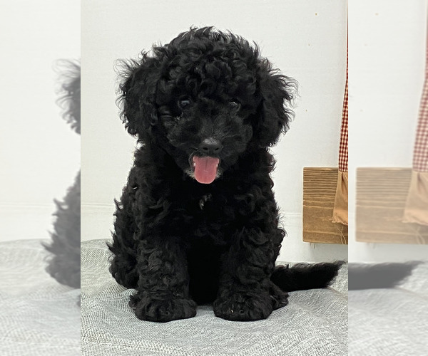 Medium Photo #3 Poodle (Miniature) Puppy For Sale in MEMPHIS, MO, USA